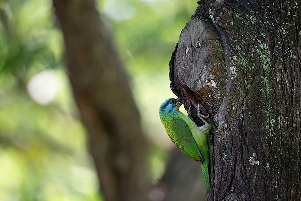 0610 大安五色鳥