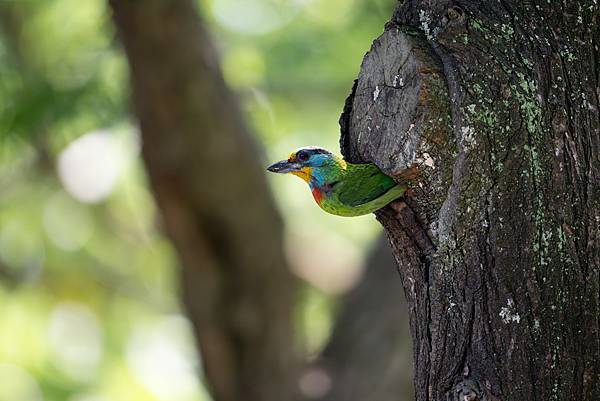 0610 大安五色鳥