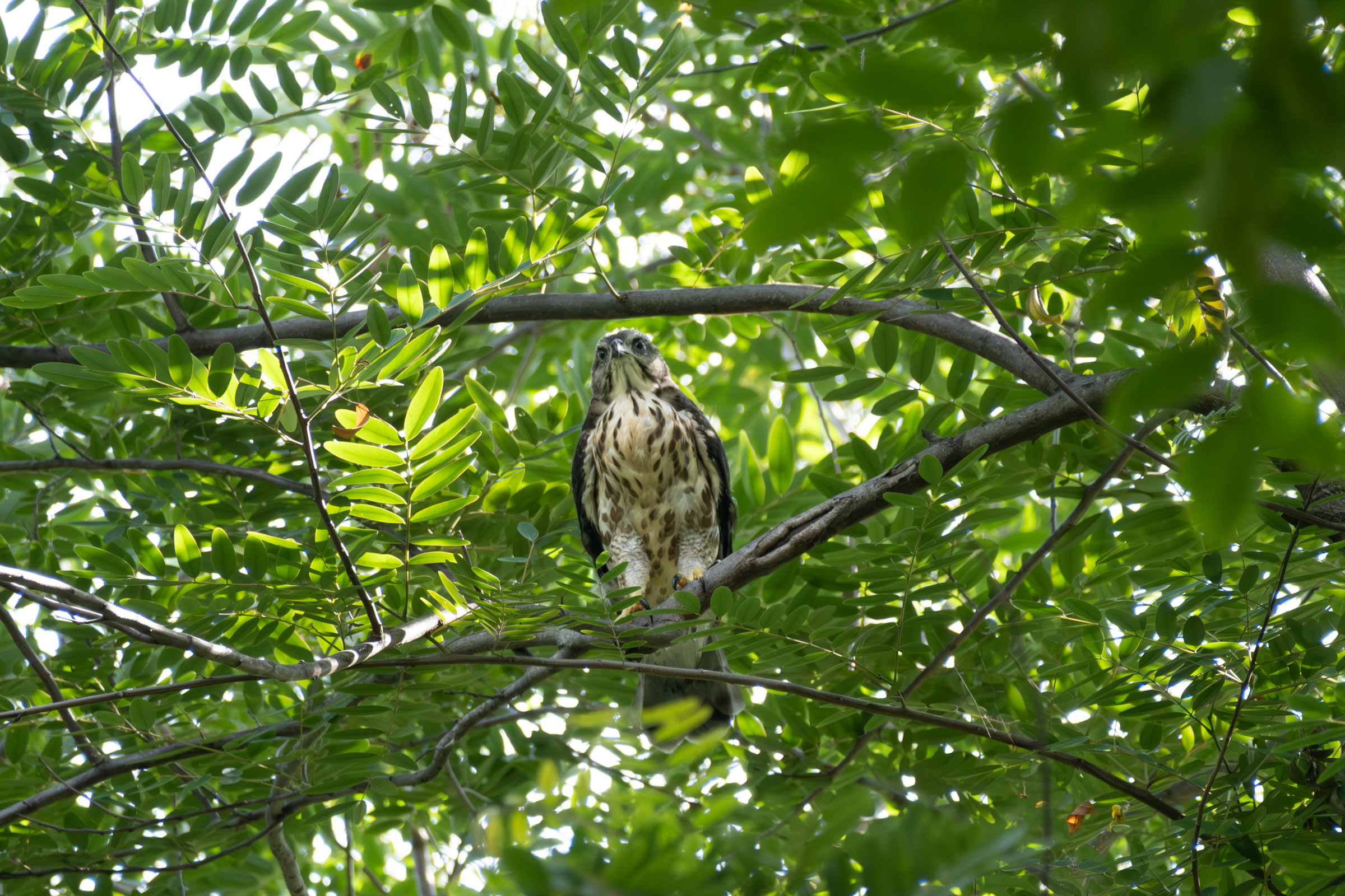 0622 鳳頭進食