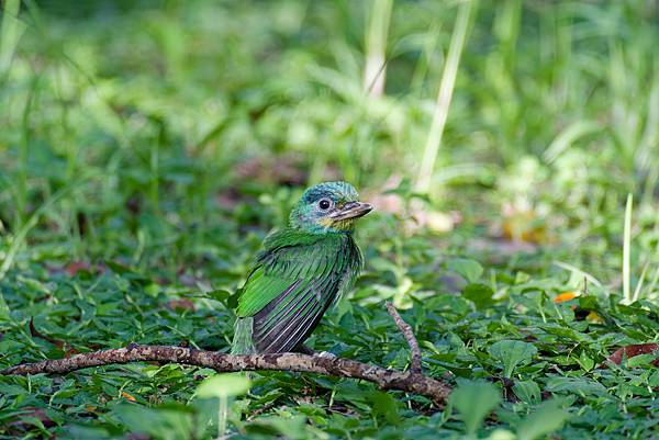 0806 大安五色鳥離巢