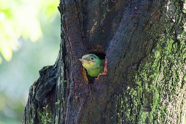 0806 大安五色鳥離巢