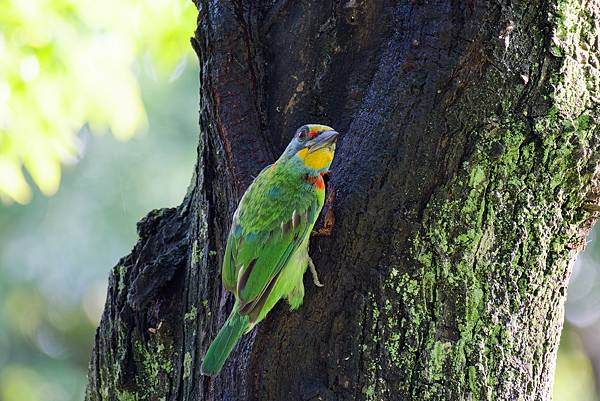 0806 大安五色鳥離巢