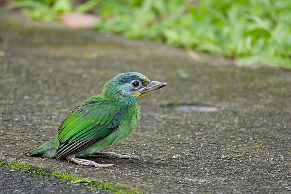 0806 大安五色鳥離巢