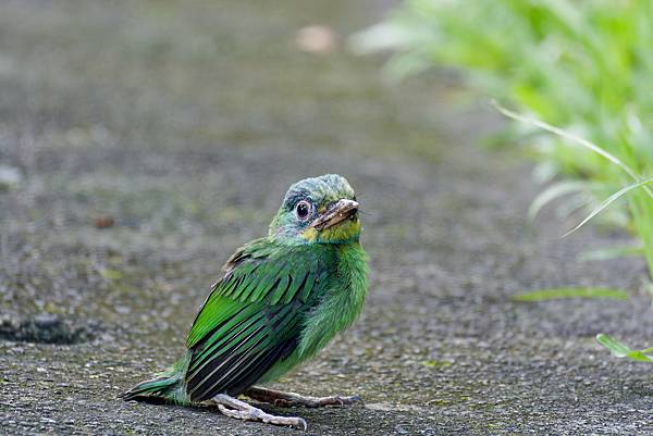 0806 大安五色鳥離巢