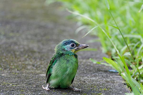 0806 大安五色鳥離巢