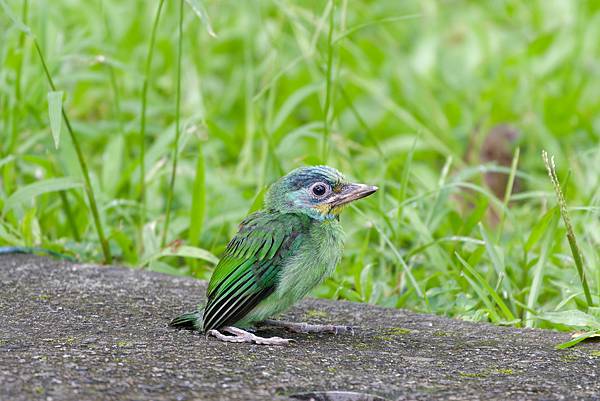 0806 大安五色鳥離巢