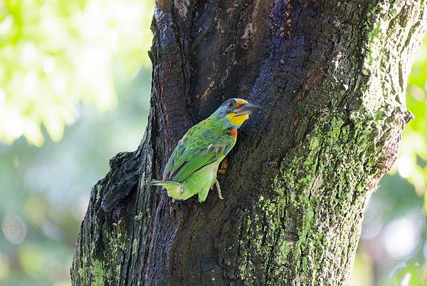 0806 大安五色鳥離巢