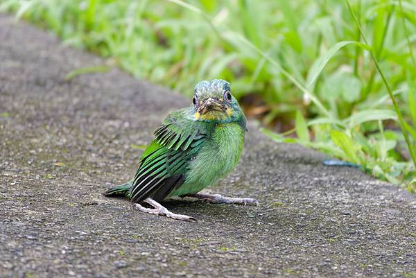 0806 大安五色鳥離巢