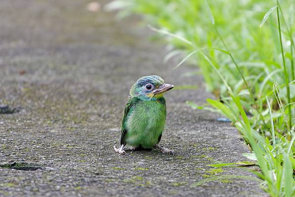 0806 大安五色鳥離巢