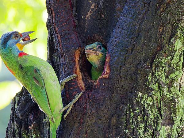 0806 大安五色鳥離巢