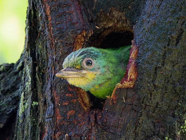 0806 大安五色鳥離巢