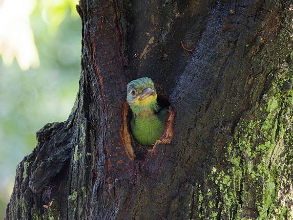 0806 大安五色鳥離巢