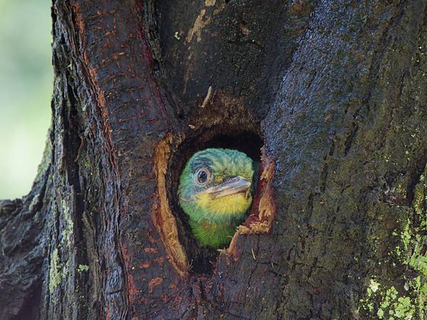 0806 大安五色鳥離巢