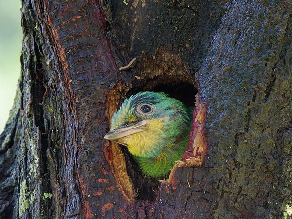 0806 大安五色鳥離巢