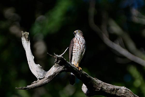 0919 金瑞治水園區