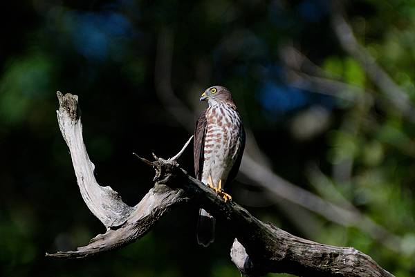 0919 金瑞治水園區