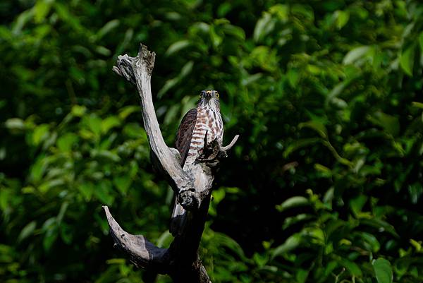 0919 金瑞治水園區