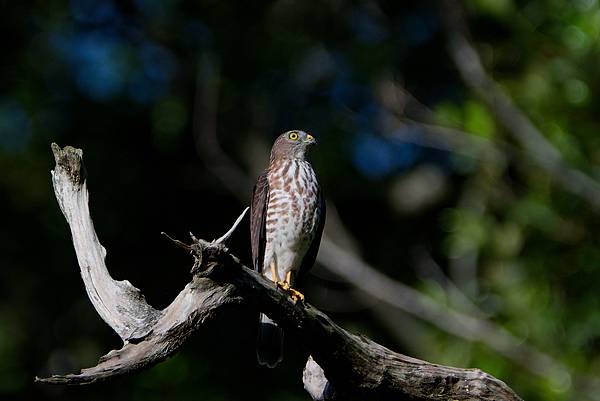 0919 金瑞治水園區
