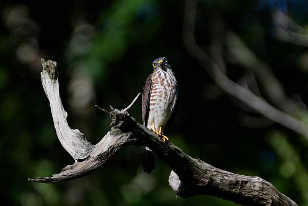0919 金瑞治水園區