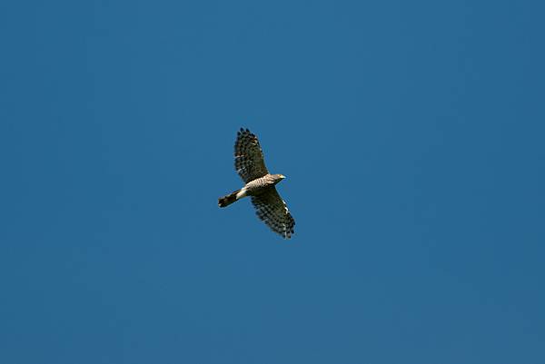 0919 金瑞治水園區