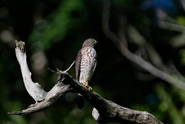 0919 金瑞治水園區
