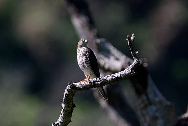 0919 金瑞治水園區