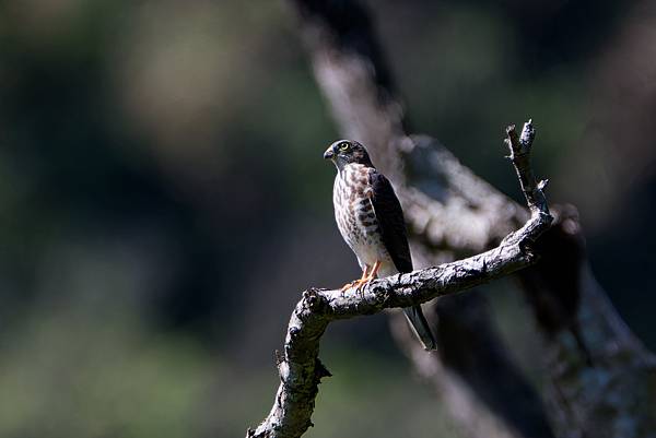 0919 金瑞治水園區