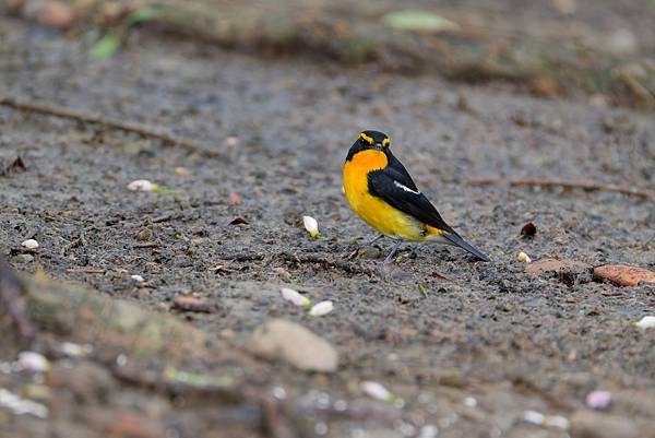 1029 1101 大安公園 1029 1101 大安公園