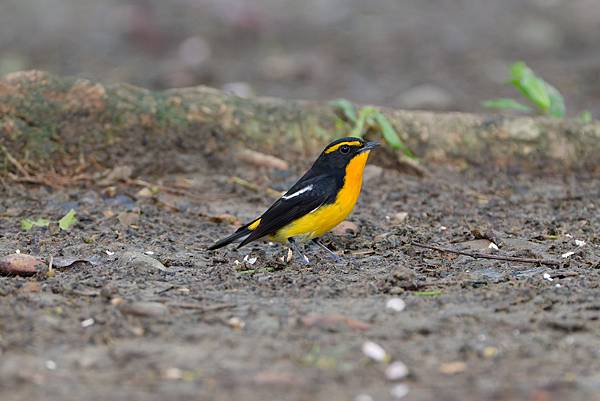 1029 1101 大安公園 1029 1101 大安公園