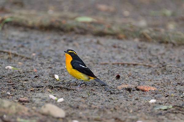 1029 1101 大安公園 1029 1101 大安公園