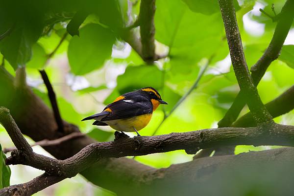 1029 1101 大安公園 1029 1101 大安公園