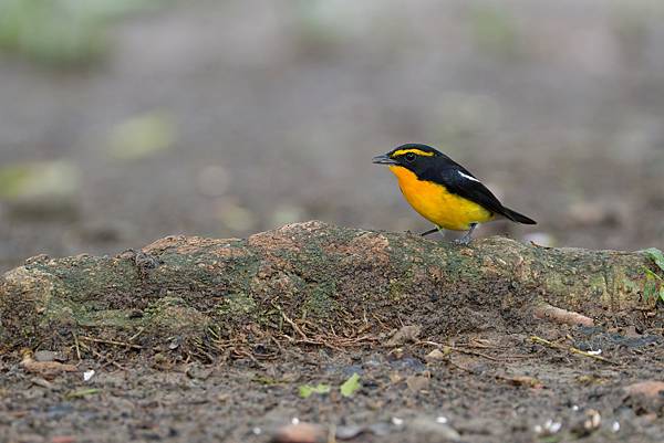 1029 1101 大安公園 1029 1101 大安公園