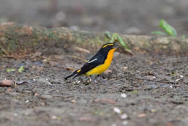 1029 1101 大安公園 1029 1101 大安公園