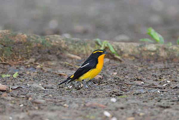 1029 1101 大安公園 1029 1101 大安公園