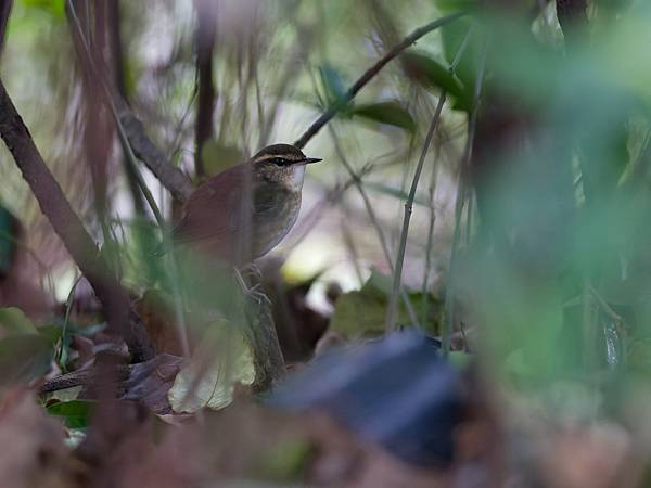1029 1101 大安公園 1029 1101 大安公園