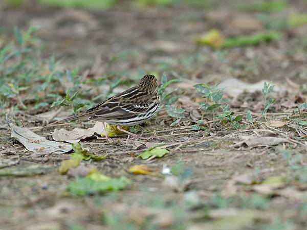 1029 1101 大安公園 1029 1101 大安公園