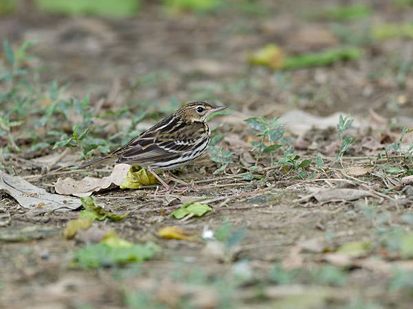1029 1101 大安公園 1029 1101 大安公園