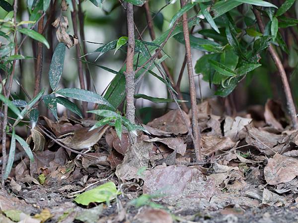 1029 1101 大安公園 1029 1101 大安公園