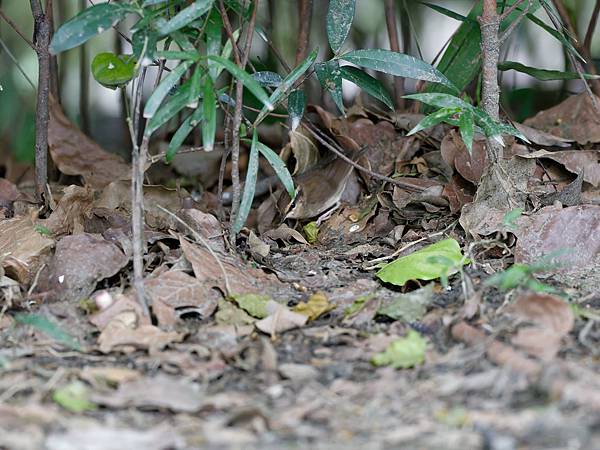 1029 1101 大安公園 1029 1101 大安公園