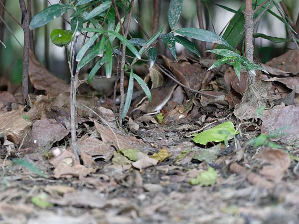 1029 1101 大安公園 1029 1101 大安公園