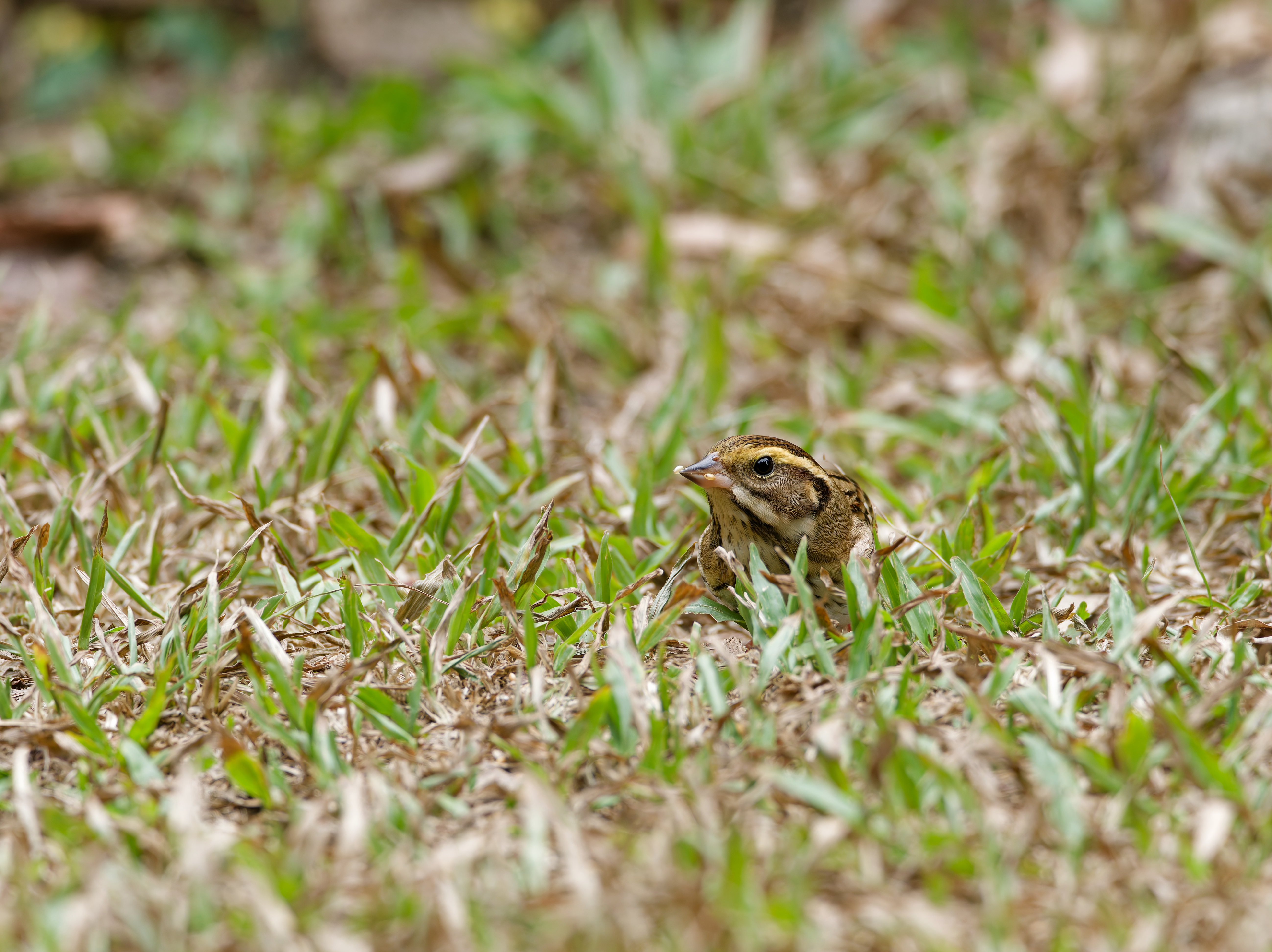1130 台中科學館