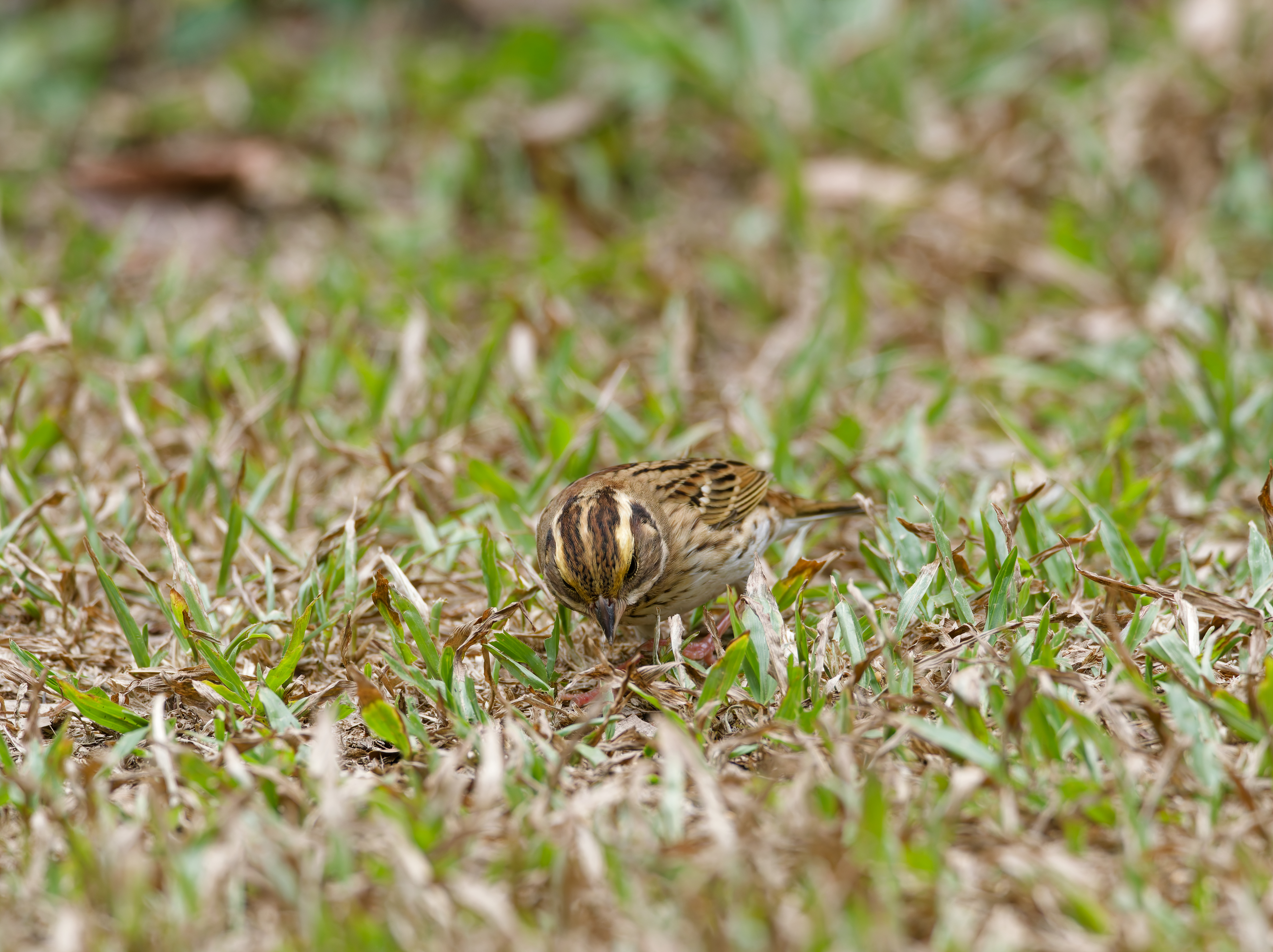 1130 台中科學館