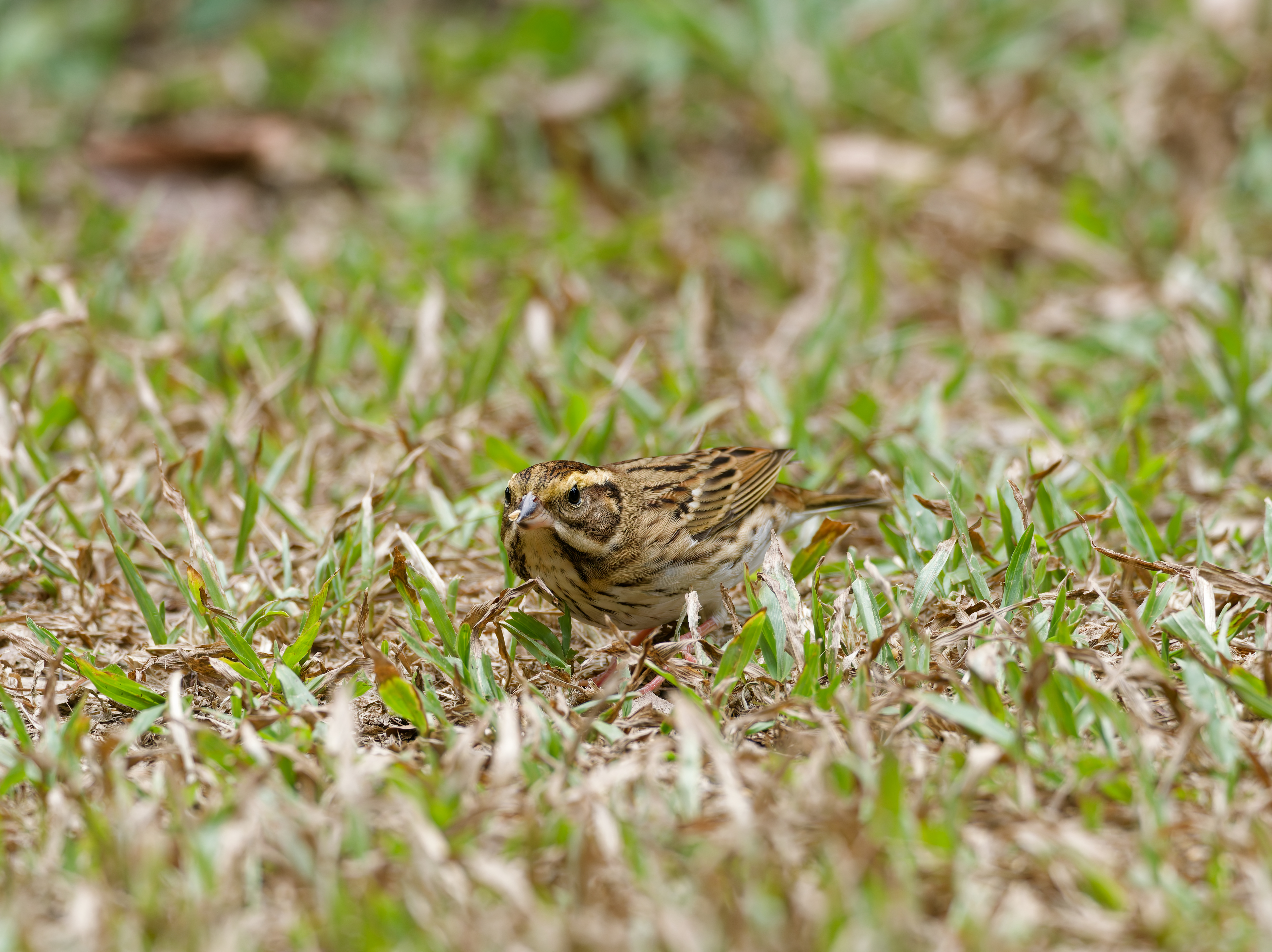 1130 台中科學館
