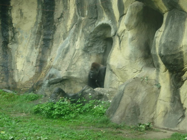 昨天電視上看大金剛，今天動物園看金剛