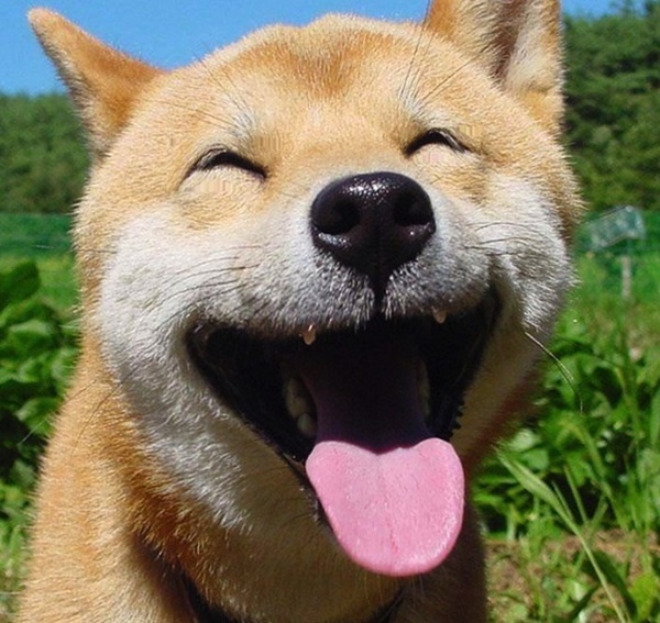 happy-dog