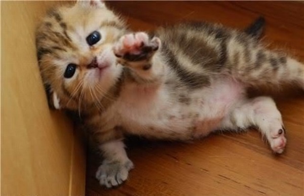 kitten-needs-a-hand