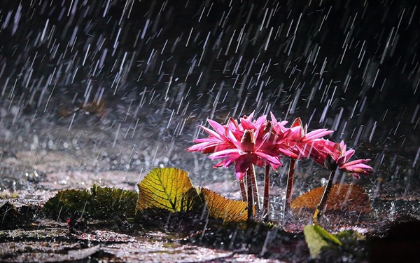 pink-water-lilies-in-heavy-rain-1080P-wallpaper.jpg