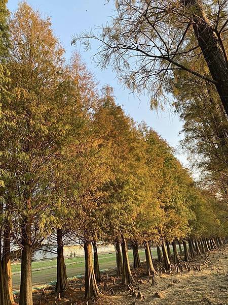 高雄市嶺南藝術學會優遊巴斯文化園區一日遊