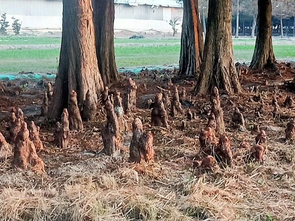 高雄市嶺南藝術學會優遊巴斯文化園區一日遊