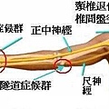 腕肘隧道症候群位置圖